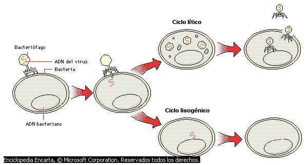 Ciclos lítico y lisogénico de un bacteriófago Todos los bacteriófagos (virus que parasitan bacterias) tienen un ciclo lítico, o infeccioso, en el que el virus, incapaz de replicarse por sí mismo,