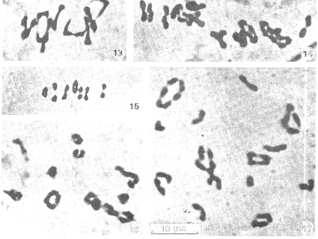 scabra citotipo t~t~ploide, 5 IV;, T. grandiflora, citotipo,octoploide, 3 vm + 2 IV + 4 11; 1 S, T.