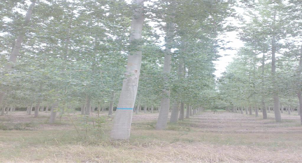 Técnicas vibratorias aplicadas a madera estructural de Populus x euramericana Autor: Milagros Casado Sanz CONCLUSIONES!