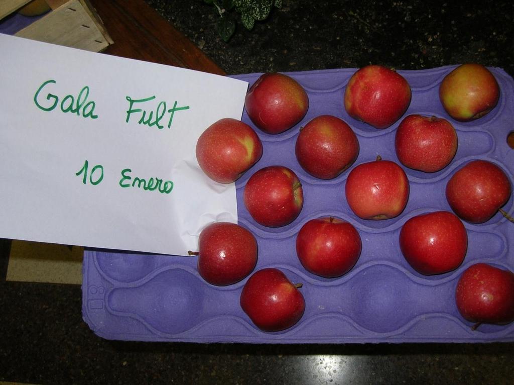 Gala Fult. Primera variedada de manzano creada en Uruguay (2007).
