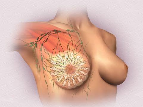 ANATOMÍA DE LA MAMA La mama está constituida por glándulas, conductos, tejido graso y muscular. Estos dos últimos dan consistencia y volumen al seno.