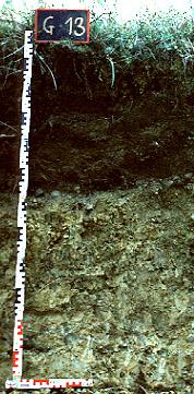 Tn/ha/año 0,3 mm / año Kastanozem háplico El suelo de las colinas con olivos era: A = 69,1 x 0,65 x 18 x 0,4 x