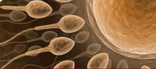 Espermatozoides y Óvulos con