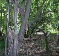 plantación de cacao es necesario realizar un inventario en la época de cosecha, donde se clasifique árbol por árbol así: Árboles altamente