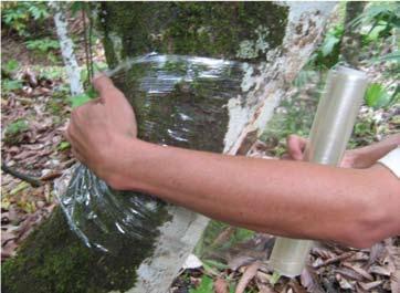 El injerto Lateral o Malayo: una práctica eficiente para la rehabilitación de árboles de