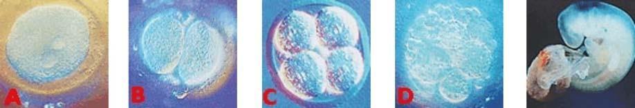 1 Actividad 11 LA FECUNDACIÓN La fecundación es la unión de un óvulo y un espermatozoide. Esta unión se produce si el óvulo, cuando va por las trompas de Falopio, se encuentra con un espermatozoide.