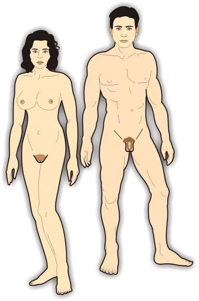 1 Actividad 13 SEXUALIDAD Y REPRODUCCIÓN En la mujer y en el hombre existen órganos que se encargan de la reproducción. Son los órganos sexuales.
