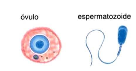 De la unión del gameto de la mujer, el óvulo, y del gameto del hombre, el espermatozoide, se forma el nuevo ser. 1- Lee el texto en voz baja.