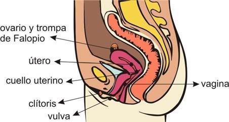 - la vagina: es un canal que comunica el útero con el exterior. Cada mes madura un óvulo, que sale del ovario, pasa por una de las trompas de Falopio y va al útero.