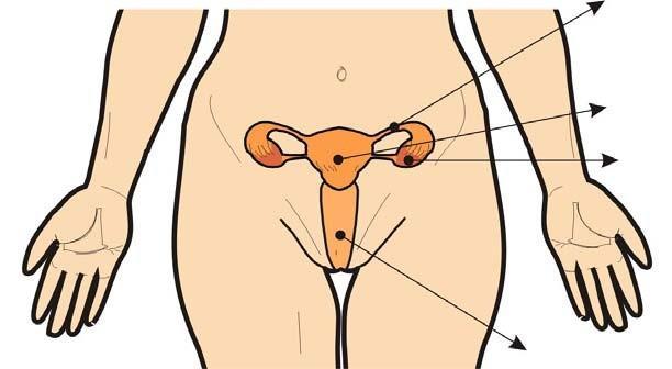 7 Actividad 5 EL APARATO REPRODUCTOR FEMENINO 3. Señala las partes de los órganos genitales internos sobre la imagen.