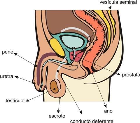 Los órganos genitales internos son: - los testículos: son los órganos donde se forman los espermatozoides. - los conductos deferentes: son canales por donde los espermatozoides llegan a la uretra.