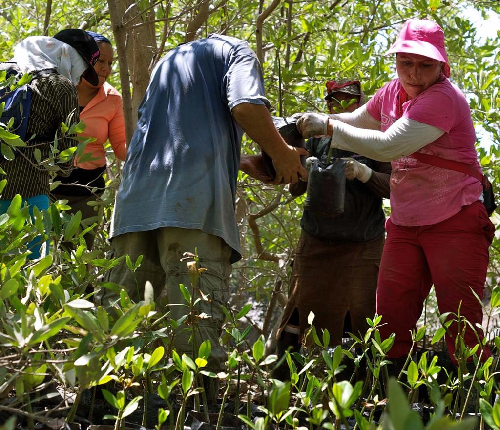 restaurar la cobertura de manglares TROND LARSEN