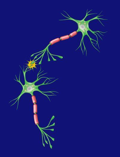 La comunicación entre neuronas es bioeléctrica Cada neurona cortical
