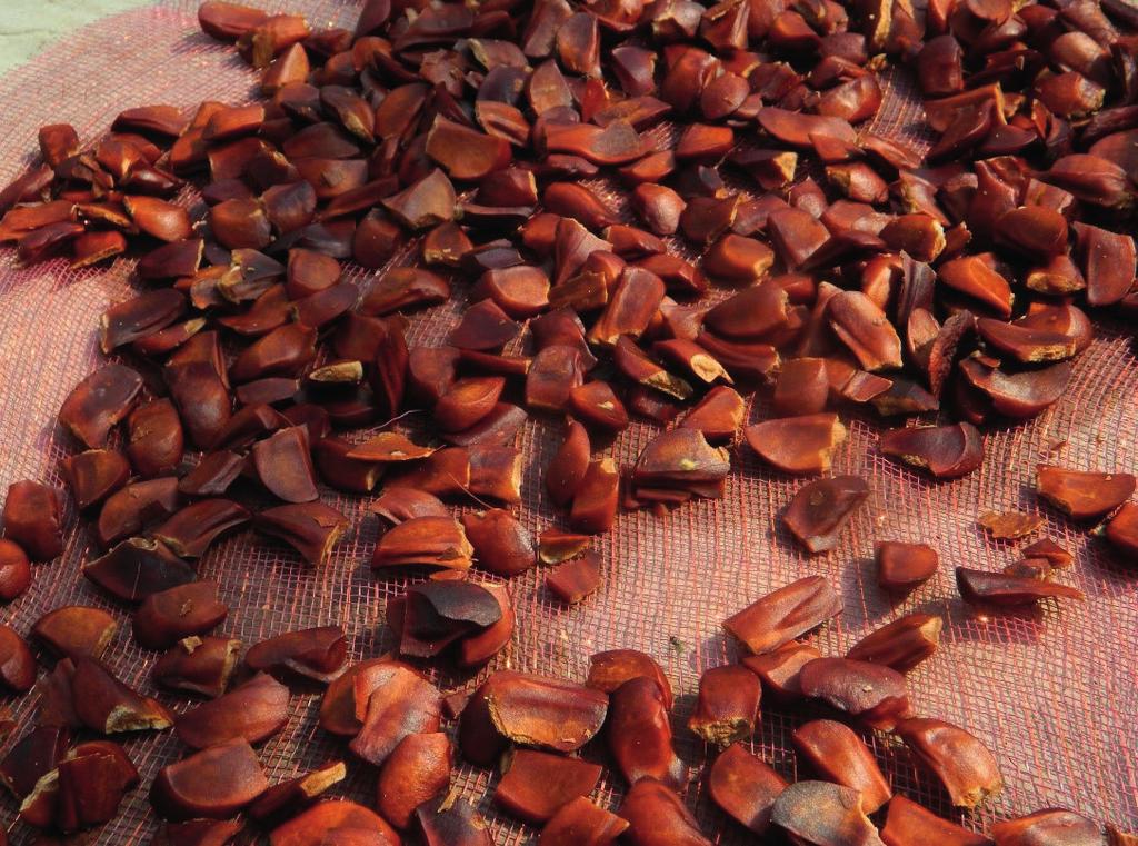 Material y Métodos as semillas de caoba provienen de la región Ucayali (2016), se almacenaron y se sembraron en el Vivero de Investigación de la Estación Experimental Vista Florida, Km 8 Carretera