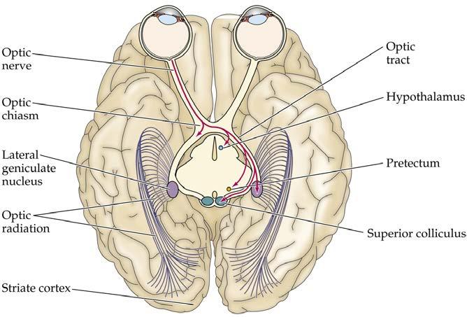 Nervio óptico Núcleo geniculado lateral