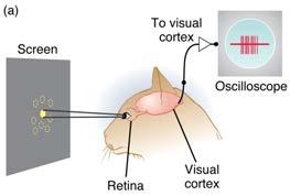 Célula compleja en la corteza visual.