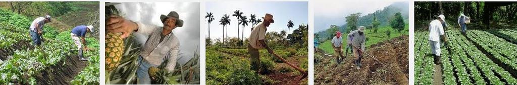 Agricultura Efectos de las Sequias Sobre el Sector Agropecuario Se reduce la producción y se afecta la calidad.
