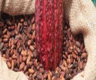 Cacao en grano por US$299