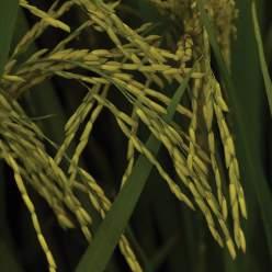 Metas Investigación 2018 1 VARIEDAD LIBERADA Variedad de arroz para