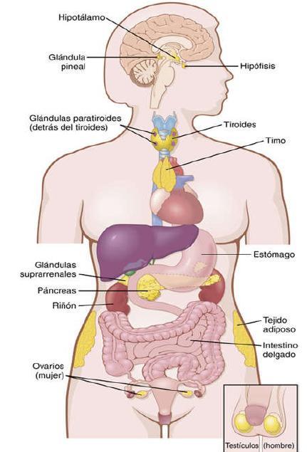 DIVERSIDAD DEL SISTEMA ENDOCRINO Órganos y tejidos