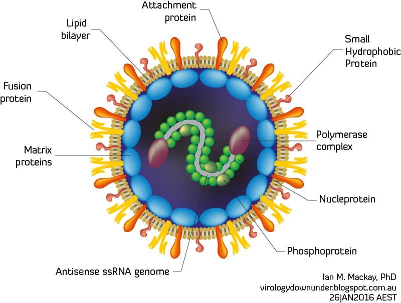 Metapneumovirus Virus ARN semejante al VRS descubierto el 2001 Patología semejante, menos