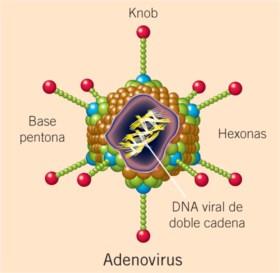 Adenovirus Virus ADN desnudo, resistente al ambiente Hay más de 55 serotipos y muchos genotipos; los últimos serotipos se han detectado en inmunocomprometidos