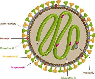 Virus parainfluenzas Virus ARN con manto, presenta 3 + 1 serotipos Se detectan a lo largo de todo el año Se asocian a laringitis y en lactantes también