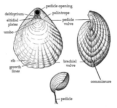 CAMBRICO 540-490 ma Estromatolitos (arrecifes), arquitarcas