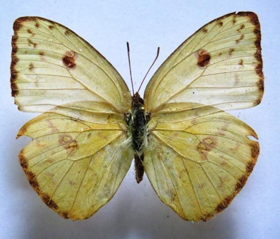 Phoebis sennae ssp. marcellina (CRAMER, 1777). Papilio marcellina CRAMER, 1777:lam. 141, fig. C [Surinam]. Distribución: USA hasta Argentina, Chile, Antillas.