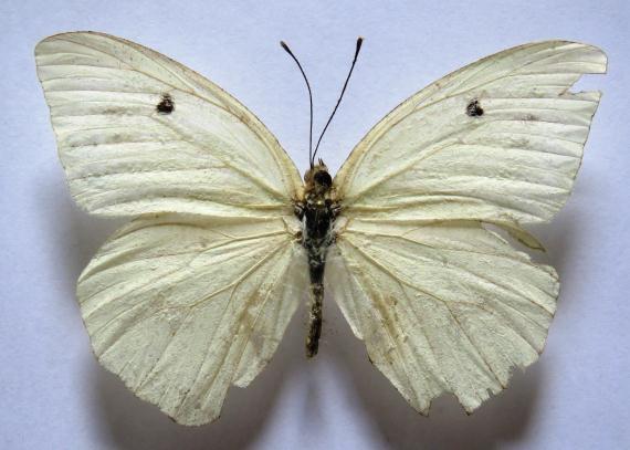 PIERIDAE Pierinae. Ganyra josephina ssp. josepha (SALVIN & GODMAN, 1868). Pieris josepha SALVIN & GODMAN, 1868:150 [México, Guatemala, Nicaragua]. Ascia josephina ssp.