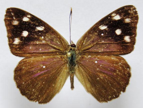 NYMPHALIDAE Biblidinae Catonephelini. Eunica monima ssp. modesta BATES, 1864. Eunica modesta BATES, 1864:113 [Guatemala].