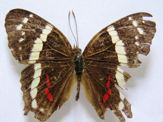 Anartia fatima ssp. fatima (FABRICIUS, 1793). Papilio fatima FABRICIUS, 1793:81. Distribución: USA hasta Colombia.