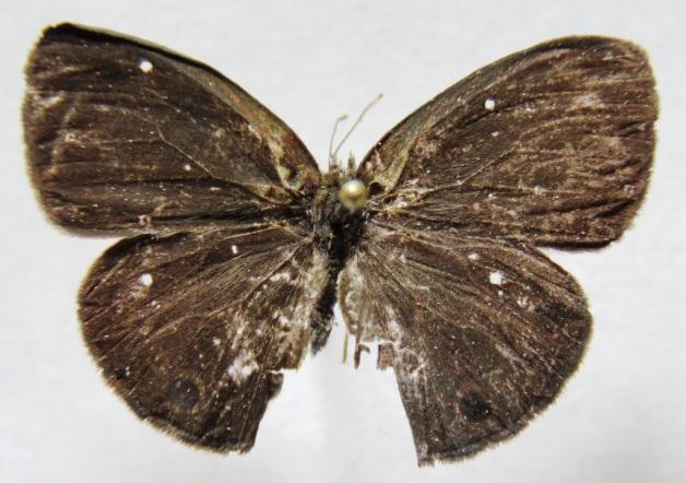 Hermeuptychia hermes (FABRICIUS, 1775). Papilio hermes FABRICIUS, 1775:487 [Brasil].
