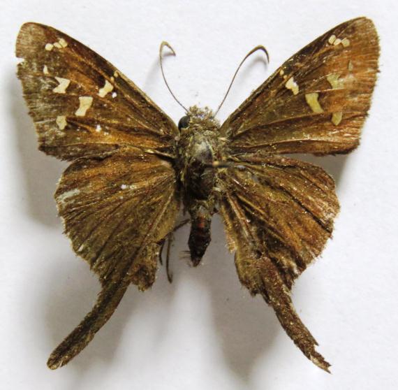 Urbanus dorantes ssp. dorantes (STOLL, 1790). Papilio dorantes STOLL, 1790:172, lam. 39, fig. 9 [Surinam].