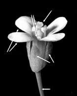 estambres anillos de órganos iguales se les llama, desde entonces, verticilos. Formas florales de Proteo estigma Los órganos más externos de la flor protegen al capullo de la flor antes de abrir.