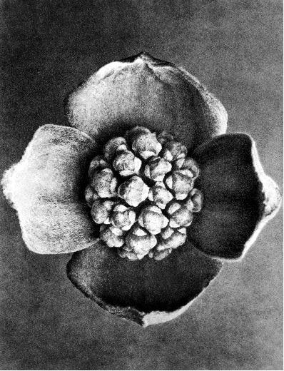 Las rosas con pétalos supernumerarios le sugerían justamente, que bajo ciertas circunstancias, cuya naturaleza no entendía entonces, aun los órganos reproductivos se podían convertir o transformar en
