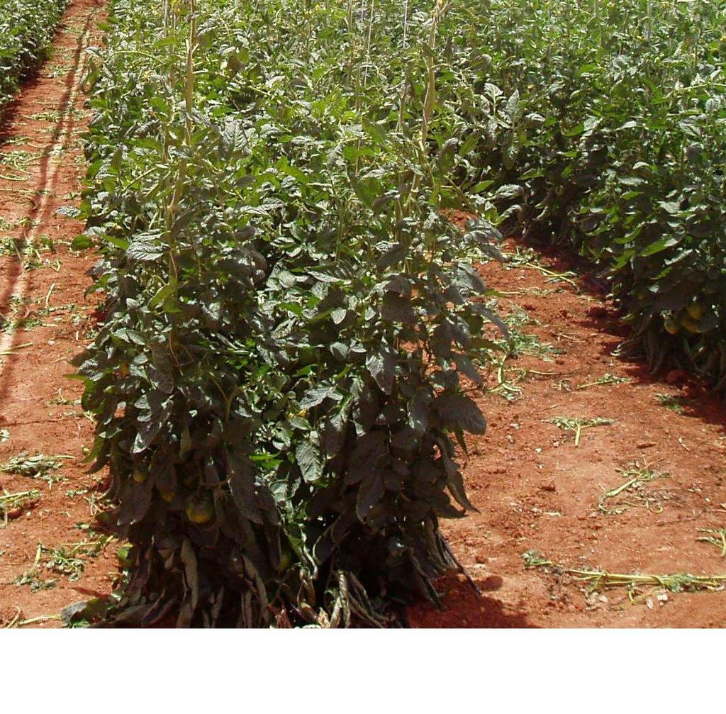 Objetivos - Evaluar el comportamiento agronómico y productivo de diferentes portainjertos en tomate valenciano cultivado bajo