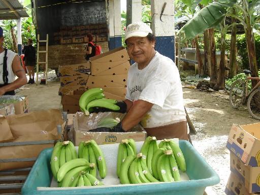 PRODUCTORES DE BANANO Los diferentes productores de banano de la localidad, presentan una