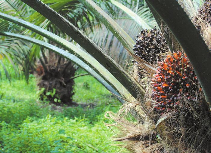 La experiencia ganada por los cultivadores de palma de aceite de Tumaco (Nariño) es uno de los más importantes aprendizajes generados por la crisis desatada por la Pudrición del cogollo.