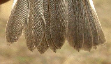cerrojillo ssp. iberiae. Diseño de la cabeza: arriba macho; abajo hembra. Diseño del obispillo y cola: izquierda macho; derecha hembra. Diseño de la cabeza: arriba macho; abajo hembra. Adulto. Otoño.