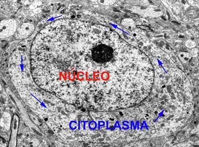 CITOPLASMA 34 3 Se encuentran los orgánulos celulares