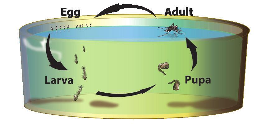 Eggs can remain alive for years, and hatch into larvae when conditions are right. 1/4 Inch Look for: small, black mosquitoes with white stripes.