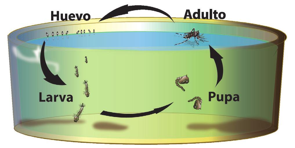 mosquitos que están activos y pican durante el día, incluso bajo techo! mosquitos inmaduros (larvas y pupas) nadando en aguas estancadas.