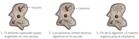 a)digestió intracel lular El lisosoma, amb els enzims digestius al seu interior (lisosoma