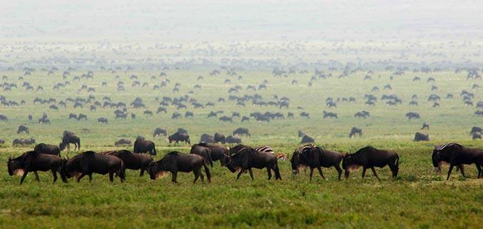 El Serengeti es sin duda el más famoso parque nacional en el mundo y acoge la mayor migración animal anual de ñus, cebras y gacelas.