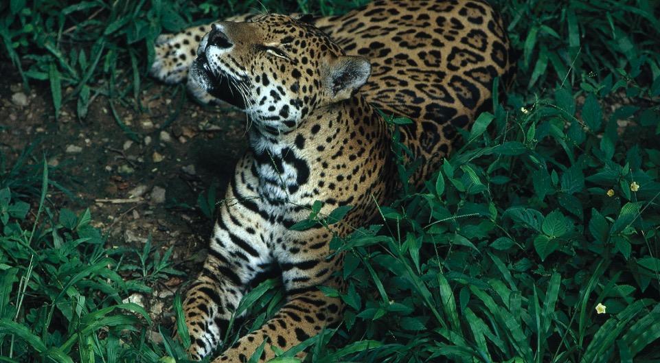 Jaguar 17