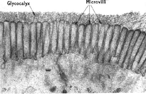 Por lo tanto, el glicocalix se comporta como una barrera que regula el paso de solutos pequeños y grandes a través de la pared microvascular, mediante un proceso selectivo basado en tamaño, forma y