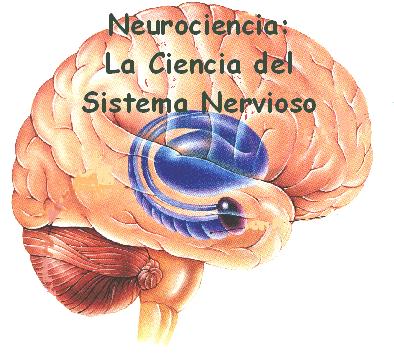 LA NEUROCIENCIA La Neurociencia cognitiva o Ciencia Neural estudia las relaciones mente-cerebro, para entender cómo se logra la maduración cerebral y cuál es su incidencia en el