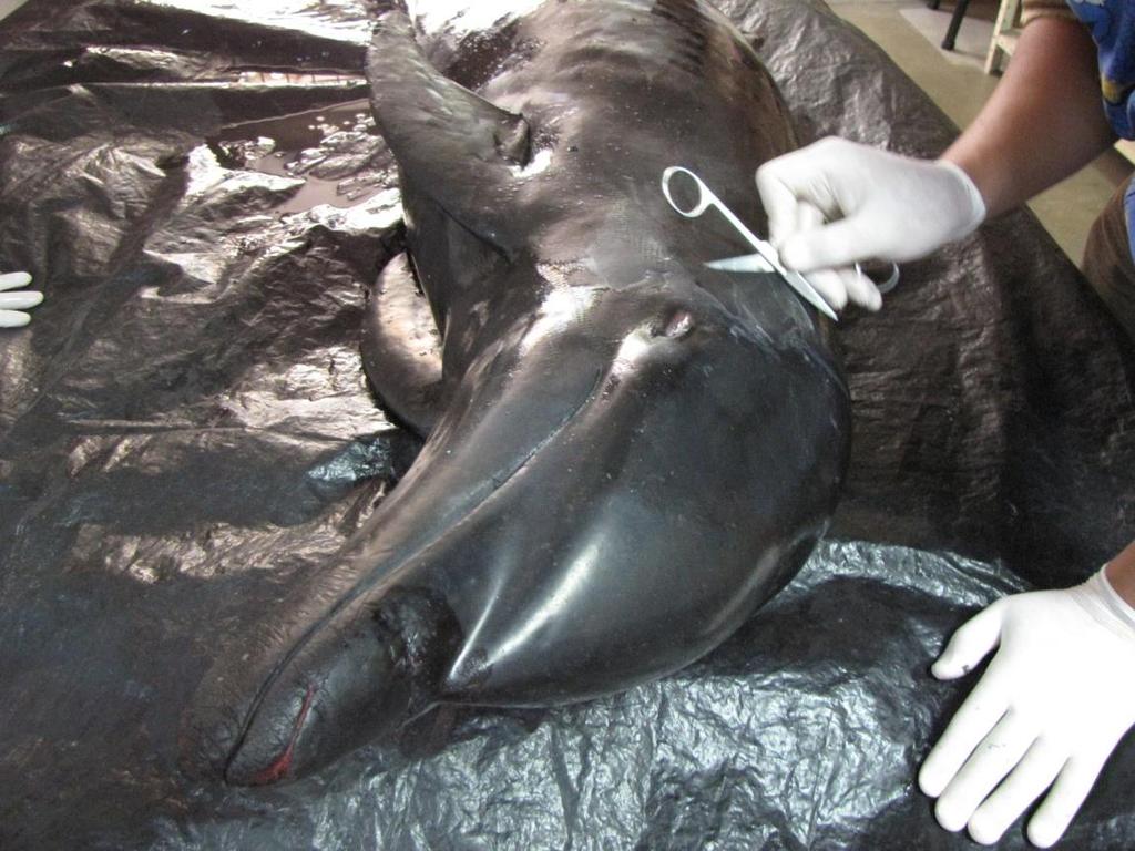 Unos días después del incidente con los tres delfines, un pescador reporto que él había visto al menos 10 delfines muertos en otra área cerca de la costa.