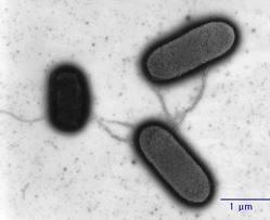 Compuestas por pilina Las fimbrias nacen en los polos de las células bacterianas El pili